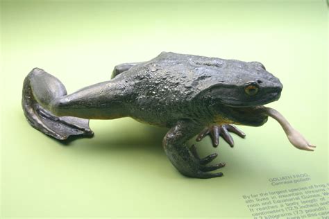 Goliath Frog Facts Pictures And Information The Biggest Frog In The World