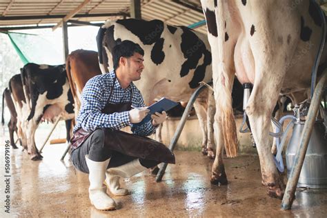Male Farmer Checking On His Livestock And Quality Of Milk In The Dairy