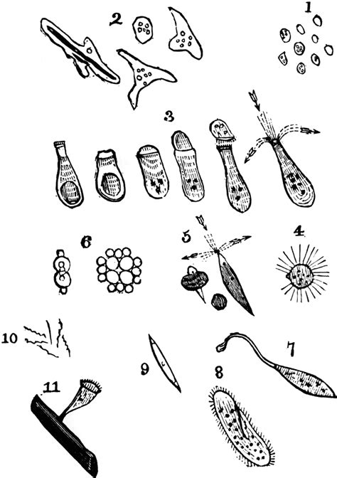 Scorpium Anton Van Leeuwenhoek Anton Van Early Science Clip Art