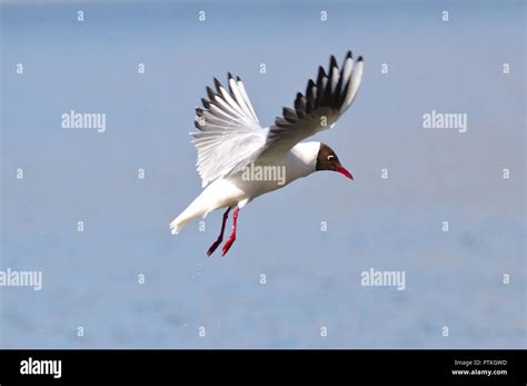 White Seabird In Flight Wings Spread And Ready To Land Moment Freeze