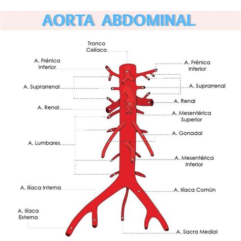 The Anatomy Of An Aortaal And Hernial Vein Labeled In Red