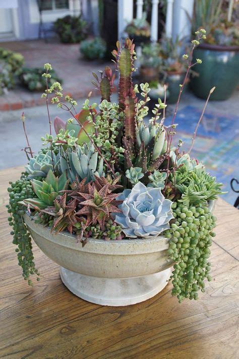 From Simply Succulent Container Gardening Pinterest Gardens