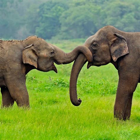Sri Lankan Elephants Wall Art Photography