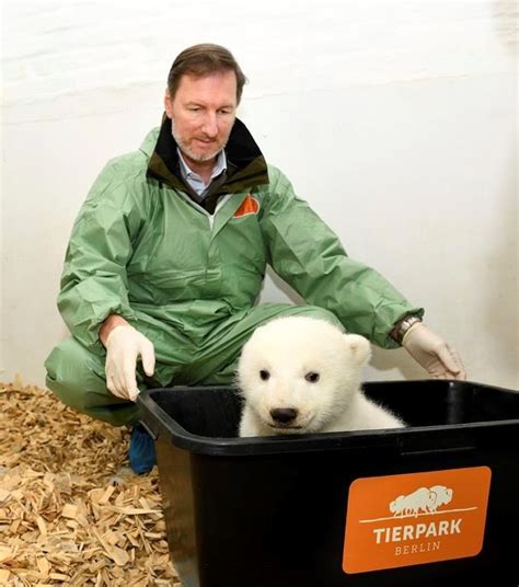 Its A Girl Berlin Zoos Baby Polar Bear Has 1st Checkup Citynews