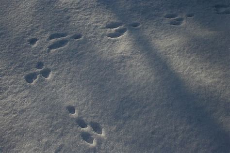 How To Recognize And Identify Animal Tracks On The Trail
