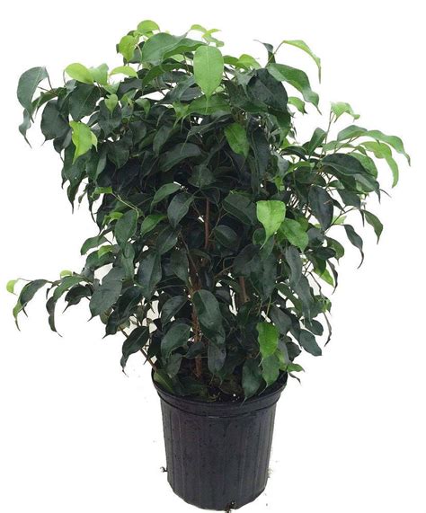 The plant does very well when exposed to bright light, but it can also do considerably well in partial shade. Ficus Wintergreen Weeping Fig Tree Great Indoor Live Plant ...