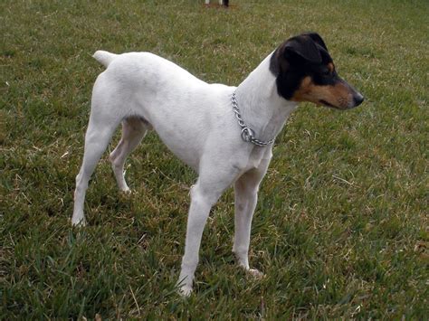 Check spelling or type a new query. Ratonero Bodeguero Andaluz - Animales. Mascotas. | Mercafauna