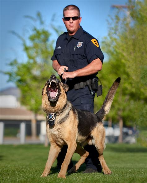 List 95 Pictures What Percentage Of Police Dogs Are German Shepherds