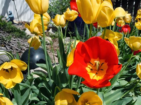 Dig This Plant Fall Bulbs Now For Early Spring Colorand Its A