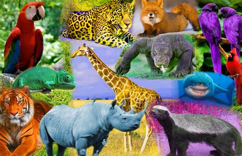 Roygbiv Animals Photoshop Animals Primary And Secondary Colors