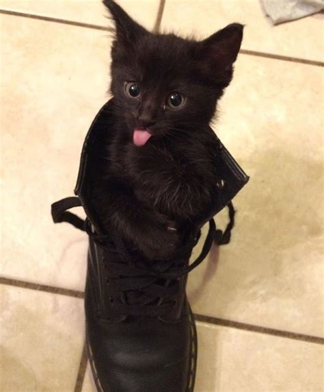 Theres A Kitten In My Boot Lolcats N Funny Pictures I Can Has
