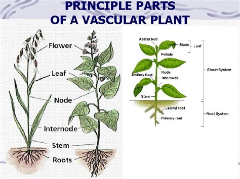 Basic Botany And Plant Physiology Written By Latif