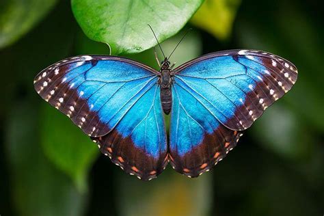 Blue Morpho Butterfly Facts Size Habitat Pictures