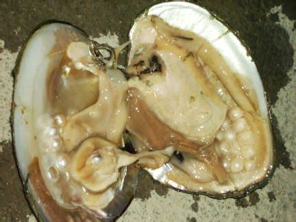 So, where do conch pearls come from? All you need to know about Pearls