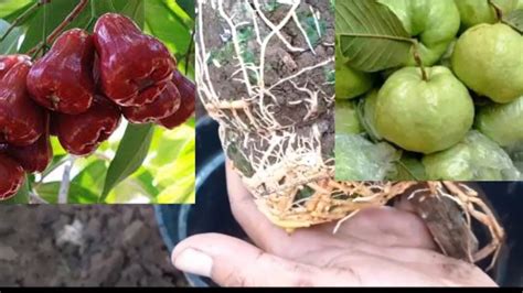 Buah jenis tanaman tropis ini berasal dari negara brasil dan. Cara Mengatasi Jambu Kristal Busuk / Rumah Bunga Neisha Mengatasi Buah Berulat Dan Busuk ...