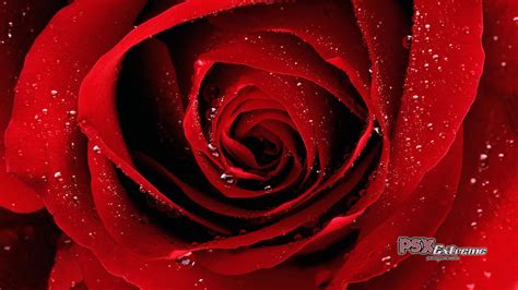 Beautiful Red Rose Wallpaper Colors Wallpaper 34511909 Fanpop