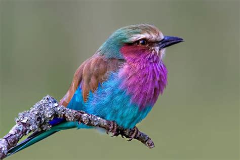 Top 10 Most Beautiful Birds In Africa