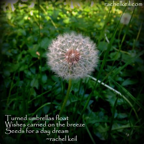 It is easy to feel a sense of perfection when viewing a perfectly formed haiku. Dreamin | Dandelion, Haiku, Flowers