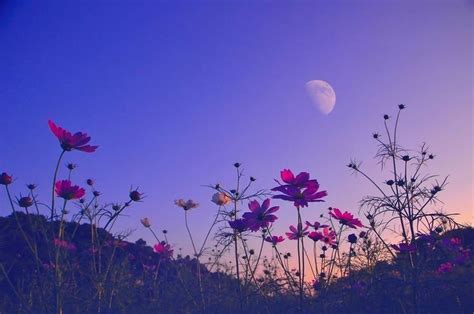 Search your top hd images for your phone, desktop or website. Pin by Syllne on Wallpapers/Lockscreens | Aesthetic ...