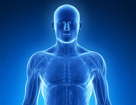 Heaviest Organ In Human Body