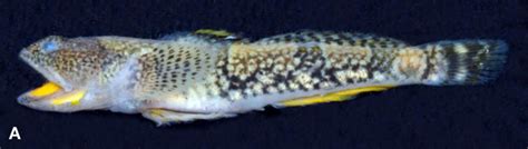 10 New Species Of Gobies For Nano Fish Fans Amazonas Magazine