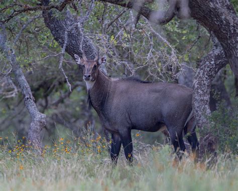 Nilgai Antelope — Bar H Bar Hunting
