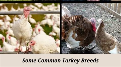 Turkey Breeds You Need To Know About Tom N Hen