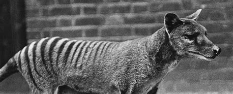 Tasmanian Tiger Tasmanian Wolf Thylacine