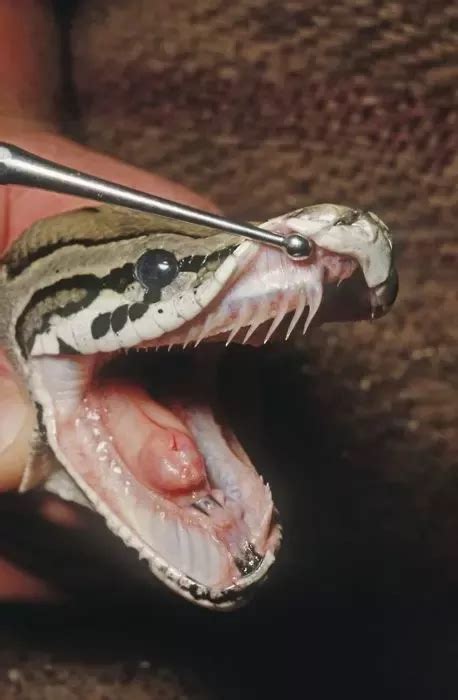 Do Ball Pythons Have Fangs