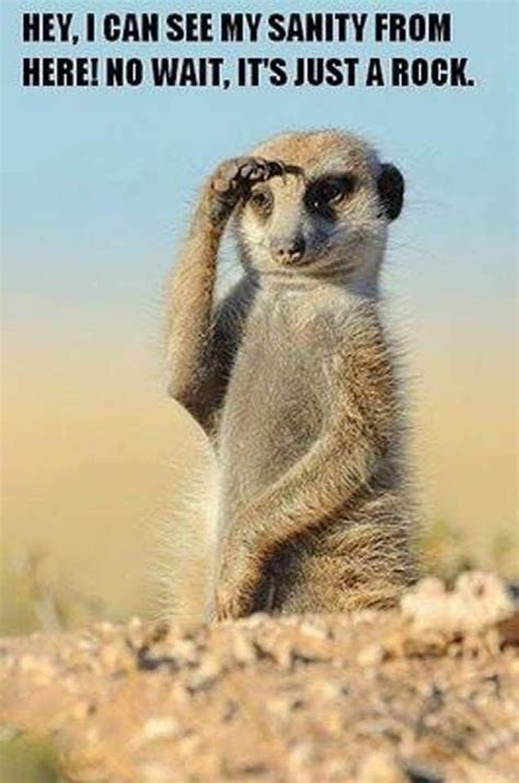 100 Today Animals Cute Animals Meerkat
