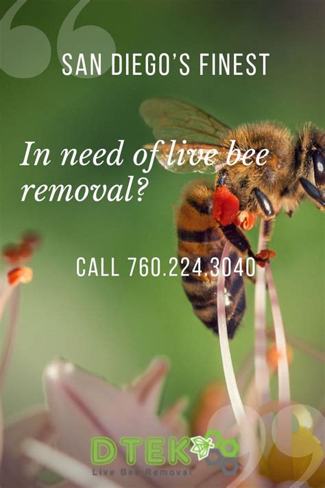 Call Your San Diego Live Bee Removal Experts Today ☎️7602243040☎️