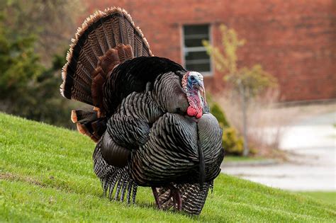 Turkeys Flock To Our Yards And Fields