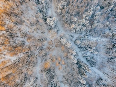 Aerial Short Of Cold Forest Snow Trees 4k Wallpaperhd Nature