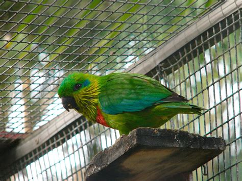 So please read below about the best food choices and try to feed them, but if your cat refuses to eat them, alternatives are discussed too. Salvadori's Fig-Parrot (Psittaculirostris salvadorii ...