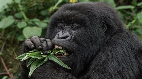 Mountain Gorilla Diet And Eating Habits What Do Gorillas Eat