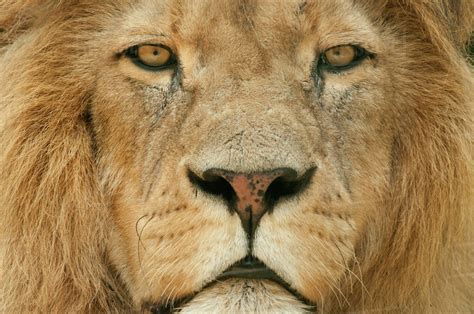 Male Lion Panthera Leo Portrait Close Up Of Face Captive Occurs In