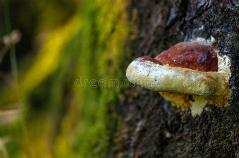 Large Fungus Growing On The Side Of A Old Tree Stock Image Image Of