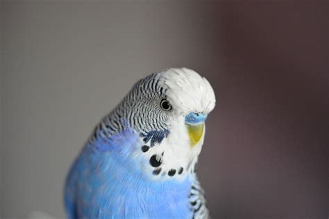 Parakeet Sounds What Does Parakeet Singing Mean 2017