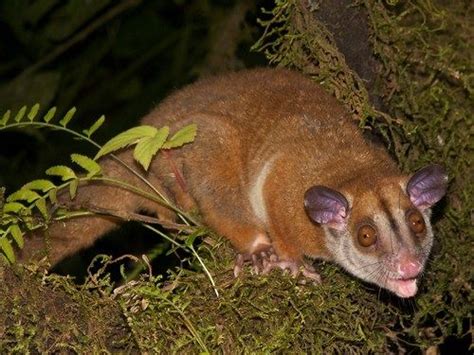 Suzys Animals Of The World Blog The Brown Eared Wolly Opossum