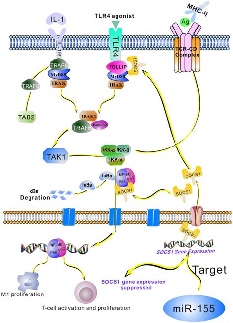 role of mir‑155 in immune regulation and its relevance in oral lichen planus review
