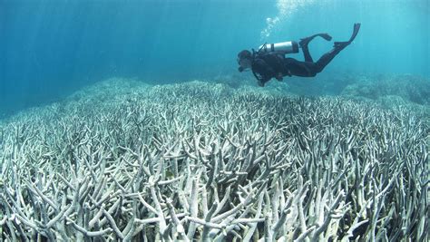 Global Warming Worsens With Record Temps Widespread Coral Bleaching