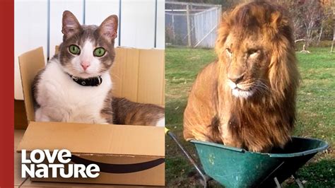 Your Cats More Lion Than You Might Believe Youtube