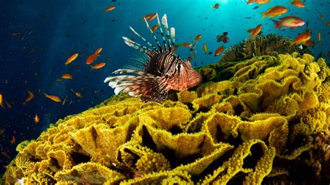 Sea Life Fish Coral Marine Nature One Animal Invertebrate