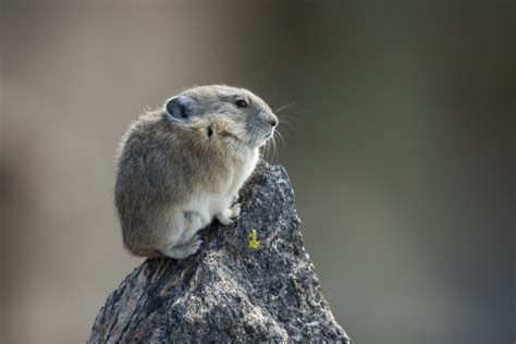 American Pika Is Resilient In Face Of Climate Change