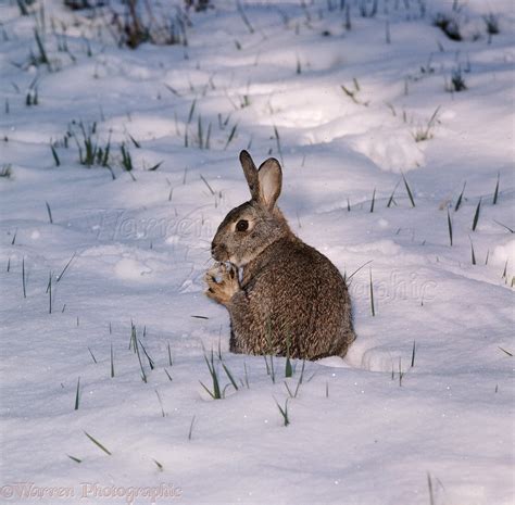 Rabbit In Snow Photo Wp35139