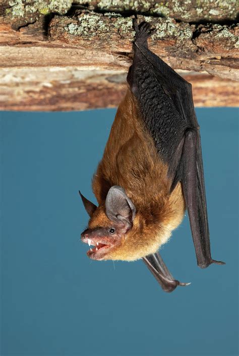 Big Brown Bat Photograph By Ivan Kuzmin Fine Art America