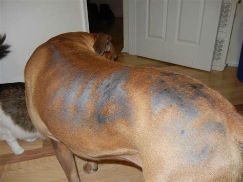 4yr Old Hair Loss Help Boxer Forum Boxer Breed Dog Forums