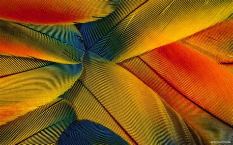41 Bing Wallpaper Feathers On Wallpapersafari