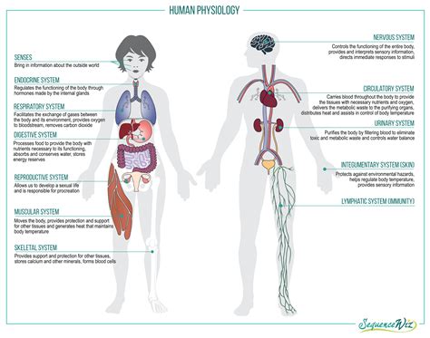 The Main Difference In Western And Eastern Views Of Physiology