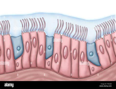 Medical Illustration Depicting Cilia And Mucus The Rhythmic Back And
